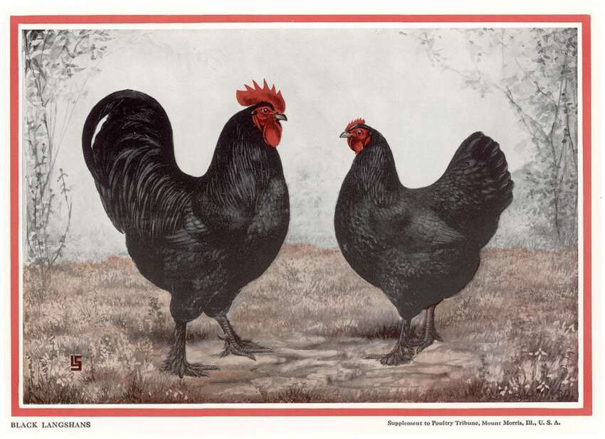 Black Chicken Egg
