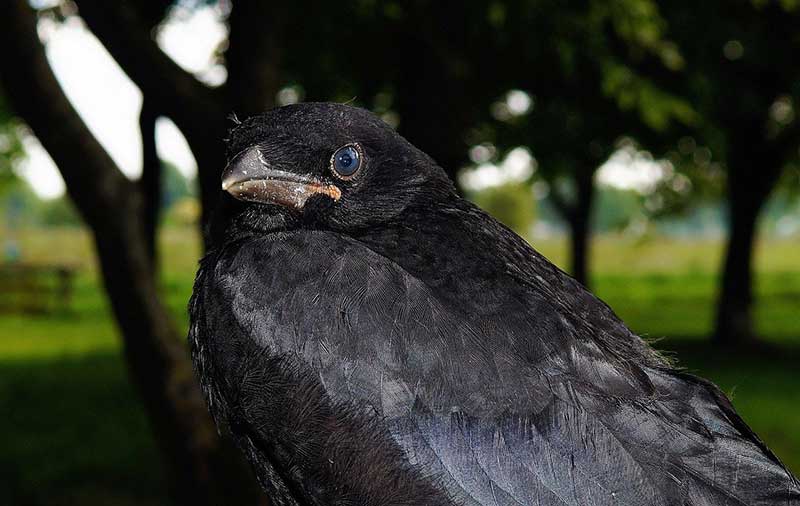 Is Getting Pooped on by a Bird Good Luck